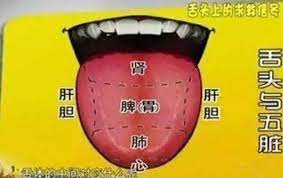 舌頭上就有五臟反射區 一看判斷身體狀況 達摩動能專業筋絡整復推拿 dmke 痞客邦 digital watch tcm