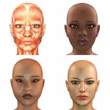 Head anatomy images libres de droit, photos de Head anatomy