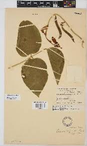 Image result for Canavalia africana