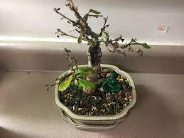 Trees How To Save Overwatered Deleaved Bonsai Gardening Landscaping Stack Exchange