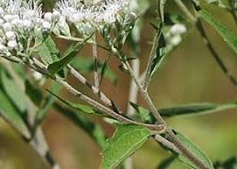 Image result for Ageratinastrum