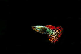 This betta fish care sheet is full of easy to follow, detailed info from tank size to food, filters to lighting and more. Guppies And Betta Compatible Colorful Company Betta Source