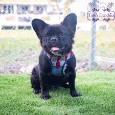 In addition to this, some feature the merle gene which gives them a stunning fur coat and striking blue eyes. Frenchie Color Genetics Tato S Frenchies South Florida S Best French Bulldogs