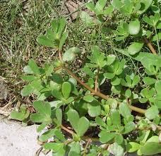 Image result for Portulaca oleracea