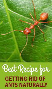 How to get rid of red ants in garden soil. How To Get Rid Of Fire Ants In Your Plants Garden Style San Antonio