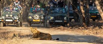 Gir Safari Tour from Mumbai