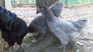 Guinea Pig Ginepig Ciftlesme Ve Ureme Vetbilgi