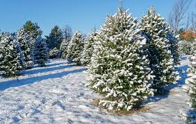 Mehr als 1,5 million ebooks, mit mehr als 140.000 deutschen titeln. Exploring Christmas Tree Farms In Southwest Missouri
