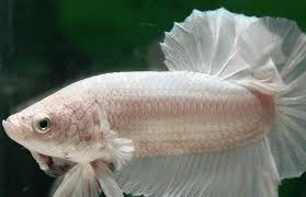 Common Betta Fish Diseases Betta Fish Home Guide