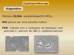 A raíz de ese hallazgo fué reportado en un amplio rango de animales vertebrados. Coccidios E As Coccidioses Ppt Carregar