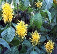 Image result for Justicia odora