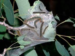 Occasionally, this caterpillar will be found in other leguminous crops but is primarily an alfalfa pest. Western Tent Caterpillars On A Tent Colorado State Forest Service