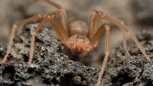 Image result for große winkelspinne biss haut reaktion