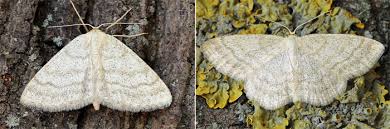 Image result for Scopula ternata