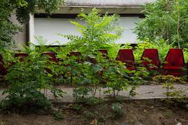 Portalul instantelor de judecata galati. GrÄdina De VarÄ Si Cinematografele De Izbeliste PanÄ In 2021 Foto ViaÅ£a LiberÄ GalaÅ£i