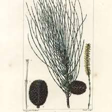 Image result for Casuarina verticillata