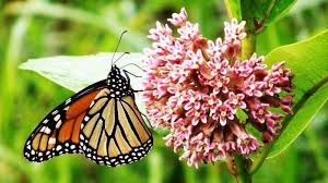 We are only able to achieve so much on our own, we need your support. Petition Let S Save The Monarch Butterfly Get Illinois To Plant Native For Pollinators Change Org