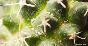 Mealybugs are one of the most common pests that infect succulents. Mealybugs On Cactus Controlling And Getting Rid Of Cactus Mealybug