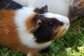 We did not find results for: Brown Black And White Guinea Pig In The Grass Of A Garden Stock Photo Picture And Royalty Free Image Image 84722803