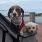 Savannah's Waterfront Dance & Musical Performances