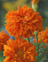 Image result for Tagetes erecta