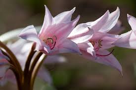 Image result for Crinum paludosum