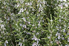 Image result for Rosmarinus officinalis