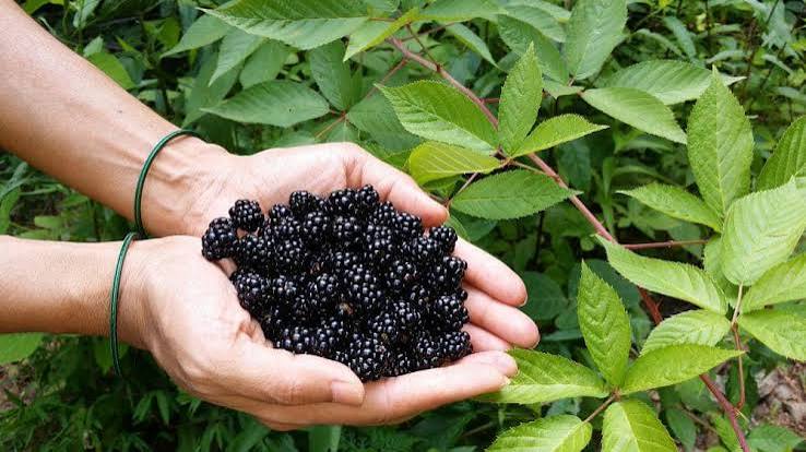 Perbedaan Buah Blackberry dan Murbei, Mana yang Beneran Maha | IDN Times