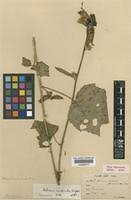 Image result for Hibiscus mastersianus