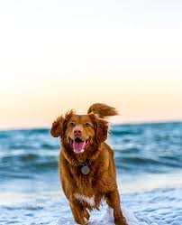 26,683 animal hospital jobs available on indeed.com. Veterinarian In Destin Fl Barry Veterinary Hospital