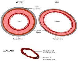 An artery is a vessell that carries blood away from the heart. Medical School Cross Section Of An Artery Vein And Capillary Arteries Heart Diagram Physical Education Lessons