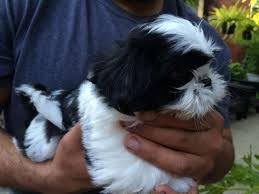 The site showcases the shih tzu with champion shih tzu puppies, shih tzu show dogs, companion shih tzu or pet shih tzu. Beautiful Shih Tzu Puppies For Sale In Brandon Florida Classified Americanlisted Com