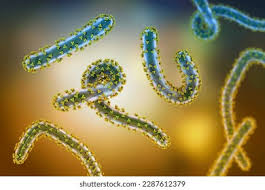 Image result for Filoviridae