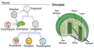 Plastids- Definition, Structure, Types, Functions And Diagram