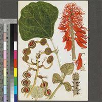 Image result for Erythrina abyssinica