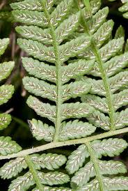 Image result for Deparia