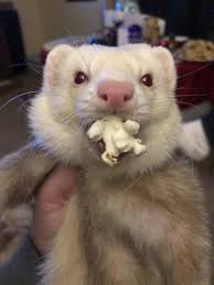 Pets can be exposed to cinnamon by; Can My Ferret Eat Popcorn Petschoolclassroom