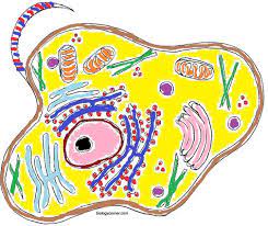 You can download all the coloring sheets only by click on the right and select save. Animal Cell Coloring Animal Cells Worksheet Plant And Animal Cells Color Worksheets