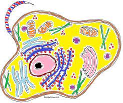 2nd grade blank writing paper / 7 best images of 1. Animal Cell Coloring Animal Cells Worksheet Plant And Animal Cells Color Worksheets