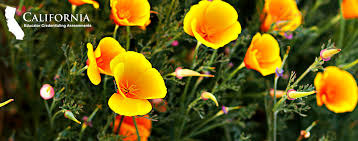 The california preliminary administrative credential examination (cpace) is designed to test your knowledge and. California Educator Credentialing Examinations