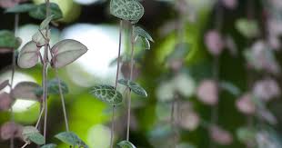 Image result for Ceropegia albipilosa
