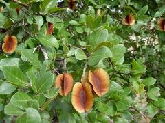 Image result for Combretum hereroense