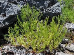 Image result for Suaeda