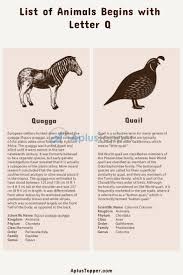 Fish such as the queen angelfish and . Animals That Start With Q Listed With Pictures List Of 5 Animals Starting With Q Interesting Facts A Plus Topper