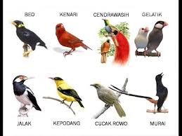 Sebab unggas yang satu ini dapat menarik para penggemarnya karena suaranya yang merdu atau karena bulunya yang indah membuat mata terpukau saat. Gambar Jenis Jenis Burung Di Malaysia