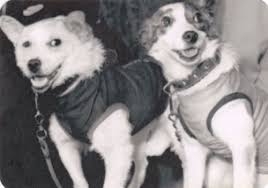 Astronaut Dog Layka Laika Belka Strelka Dog In Space First Ussr Pocket Calendar Zhivotnye V Kosmose Sobaki Dvornyaga