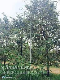 D Nims Duriotourism 2 1 Kelebihan Tanam Durian Teknik Siam