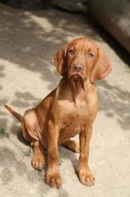 Image result for maďarský krátkosrstý ohař