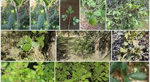 Image result for Searsia tenuinervis