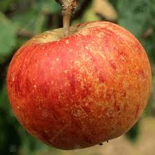 Eating Apple Tree Mm106 Semi Dwarfing Gardenersdream Malus Domestica Coxs Orange Pippin 4 5ft Fruit Tree Trees Garden Outdoors Powderhousebend Com